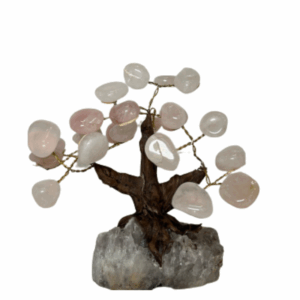 תמחונות-לחנות-12.png